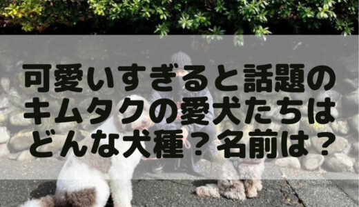 木村拓哉の愛犬は現在何匹？詳しい犬種や名前、価格、どこから購入できるかのまとめ！